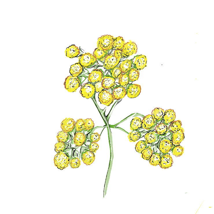 Helichrysum