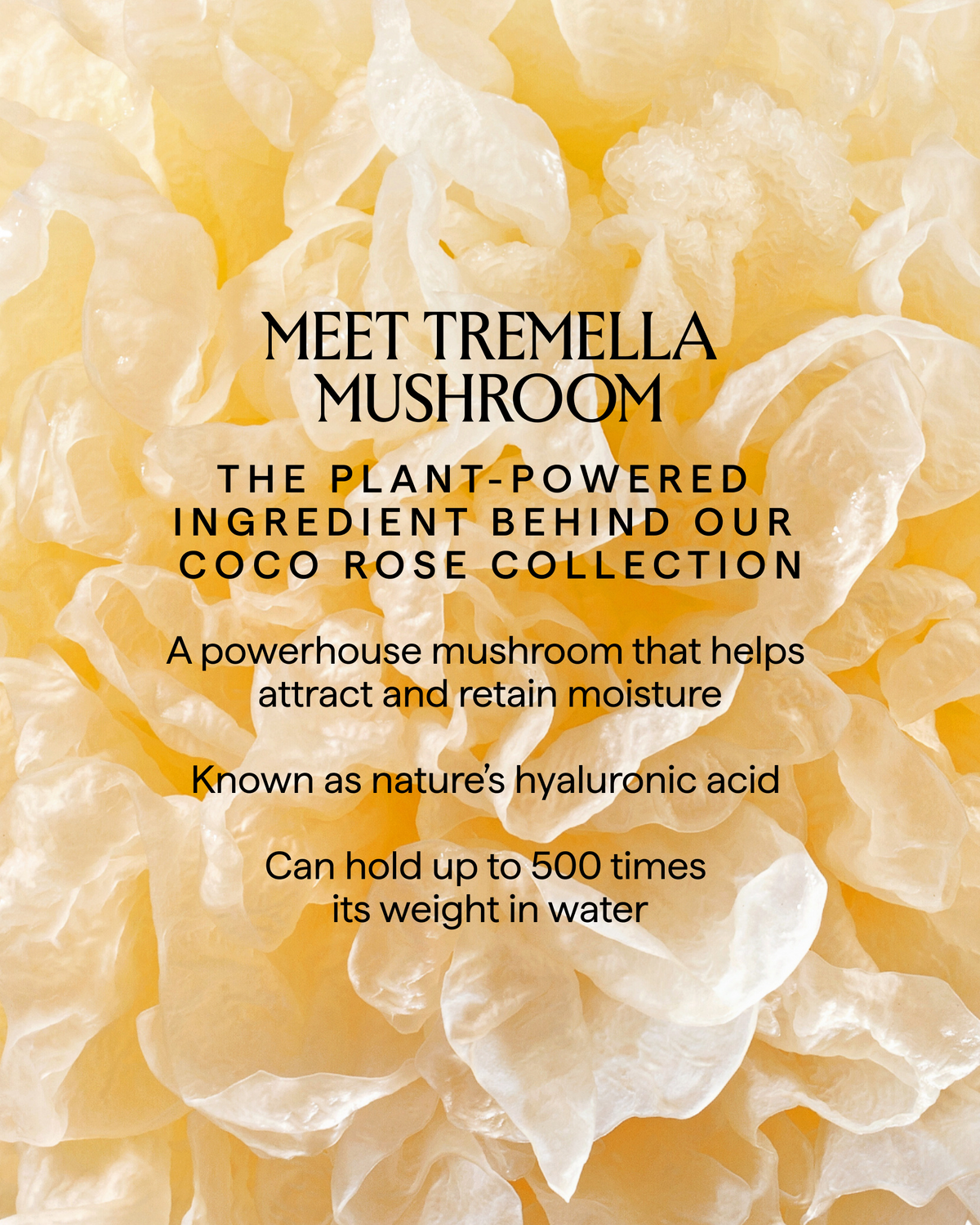 Coconut + Tremella Illuminating Body Lotion