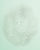 Jasmine Green Tea Oil Control Toner